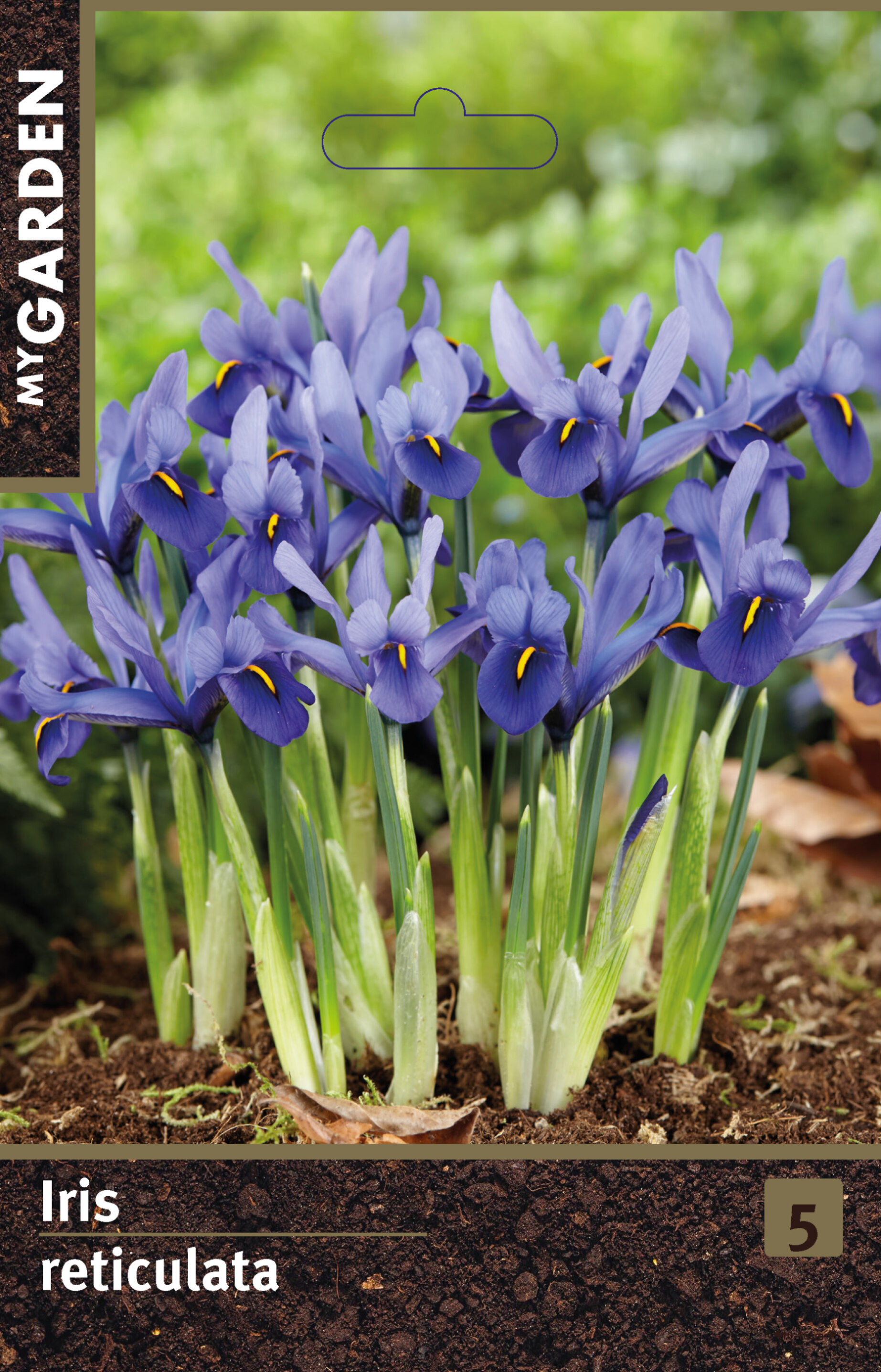 Ирис сетчатый